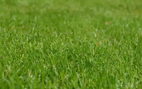 Primer plano de una densa y vibrante grama cesped, con hojas verdes y frescas que invitan a caminar descalzo.