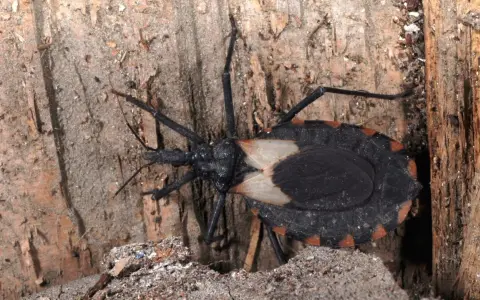 En stor, svart insekt med orange markeringar på kroppen, en så kallad "kissing bug", sitter på en trädstam. Dessa insekter kan sprida chagas.