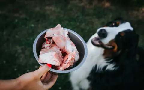 Czy pies może surowego kurczaka? Bezpieczeństwo i ryzyka dla zdrowia