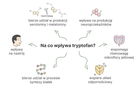 Ilustracja przedstawia schemat wpływu tryptofanu na organizm: produkcję neuroprzekaźników, nastrój, syntezę białek, mikroflorę jelitową i odporność.