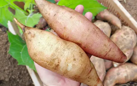 Deux poires de terre fraîchement récoltées, prêtes pour la culture. Leurs formes allongées et leurs teintes terreuses témoignent d'une belle poire de terre culture.