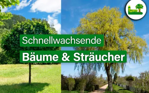 Zwei Bäume, einer kugelförmig, der andere hängend, repräsentieren schnellwachsende Bäume & Sträucher.
