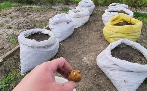 Kiedy sadzimy ziemniaki w workach, aby uniknąć nieudanych plonów?