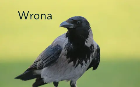 Wrona ptak z szarym i czarnym upierzeniem, z tekstem "Wrona" na tle zieleni.