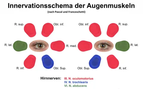 Schema der Augenmuskel-Innervation. Mögliche Symptome einer Augenmuskel-Verspannung können durch die Darstellung der Nervenbahnen erklärt werden.