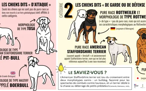 Les chiens dits "d'attaque" et "de garde" : Pitbull, Boerbull, Rottweiler, Tosa. Ce top 10 chien dangereux illustre des morphologies.