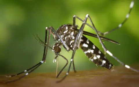 Un mosquito tigre, con sus distintivas rayas blancas y negras, se prepara para picar. ¿Cuánto viven los mosquitos tigre? Su ciclo de vida es corto, pero su impacto puede ser grande.