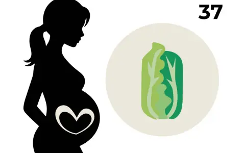 Silhouetten einer schwangeren Frau mit einem Herzsymbol auf dem Bauch. Daneben eine Illustration eines Salatkopfes und die Zahl 37, die die 37. SSW symbolisiert.