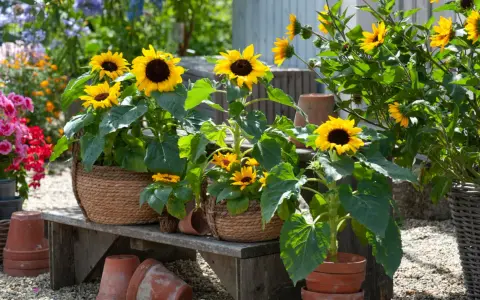 Mehrere sonnenblumen im topf blühen auf einer Holzbank, umgeben von anderen bunten Blumen und Terrakotta-Töpfen.