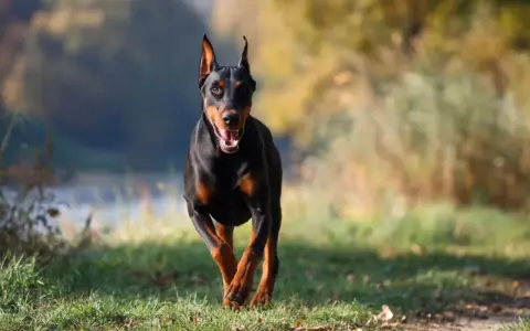 Czarny doberman biegnie przez trawiasty teren. Jego waga jest idealnie proporcjonalna do sylwetki, co widać po jego dynamicznym ruchu.