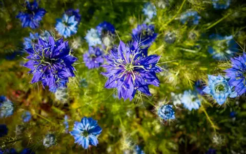 Fleurs bleues éclatantes de nigelle de Damas, aux pétales délicats et aux étamines fines, se dressent dans un champ verdoyant.