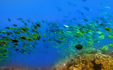 Podwodny świat Mauritiusa: ławica żółto-zielonych ryb pływa nad barwną rafą koralową.
