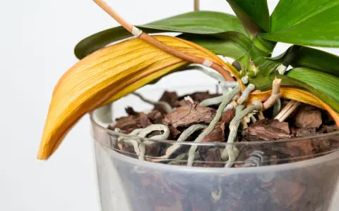 En orkidé med ett gult blad som börjar vissna. Rötterna är synliga i den genomskinliga krukan.
