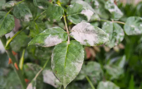 Feuilles de rosier atteintes de mildiou, une poudreuse blanche recouvrant le feuillage vert.