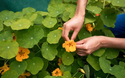 Hände pflücken eine leuchtend gelbe Kapuzinerkresseblüte inmitten üppiger grüner Blätter. Der ideale kapuzinerkresse standort ist sonnig.