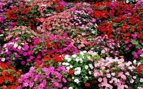 A vibrant carpet of impatiens in full sun, bursting with red, pink, and white blooms.