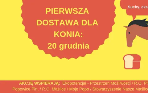 Suchy chleb dla konia: Przysmak czy ukryte niebezpieczeństwo?