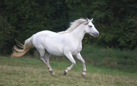Un magnifique cheval blanc, symbole d'un élevage Connemara, galope dans un pré verdoyant, sa crinière au vent.