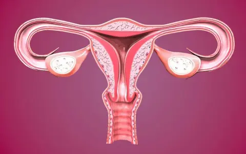 Anatomia kobieca: macica, jajowody i jajniki. Widoczna rozpulchniona szyjka macicy, gotowa na przyjęcie życia.