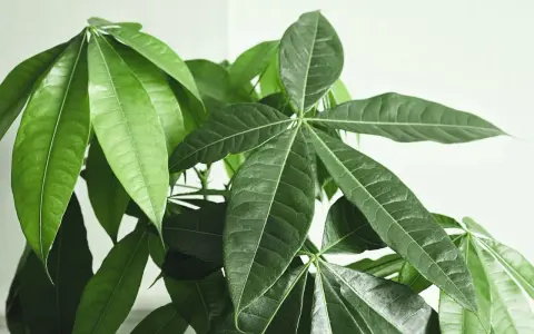 Primer plano de las hojas verdes y exuberantes de un árbol del dinero, símbolo de prosperidad y buena fortuna.
