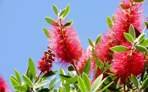Fleurs rouges vives de rince bouteille sous un ciel bleu éclatant.
