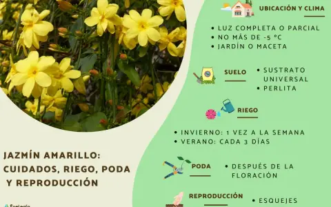 Jazmín amarillo en invierno, floreciendo con delicadas flores amarillas. Cuidados, riego y poda para esta planta.