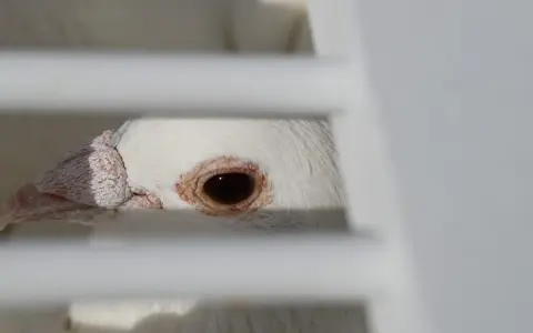 Occhio di un piccione bianco, forse affetto da pidocchi degli uccelli, dietro le sbarre di una gabbia.