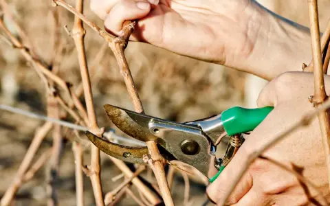 Mains tenant un sécateur vert pour montrer comment tailler la vigne, coupant une branche sèche.