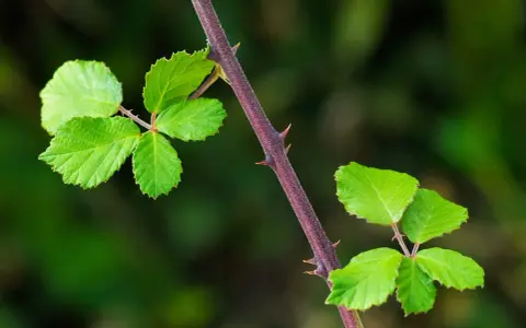 Tige pourpre de ronce avec des feuilles vertes vives et des épines acérées, un défi pour se débarrasser des ronces.