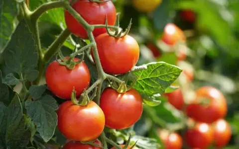 Passata pomidorowa indeks glikemiczny – co musisz wiedzieć o IG?
