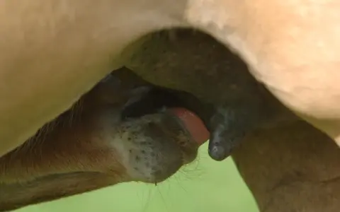 Un poulain tète le colostrum jument, un liquide vital pour son développement.
