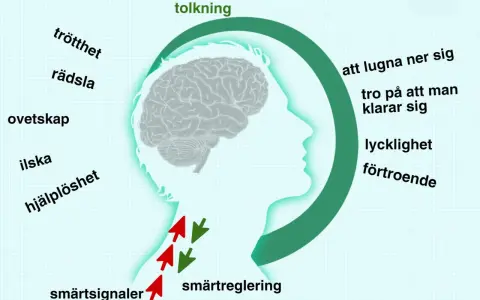 Diagram visar hur hjärnan tolkar smärtsignaler, påverkad av känslor som rädsla och ilska, vilket kan leda till problem med benhinnor.