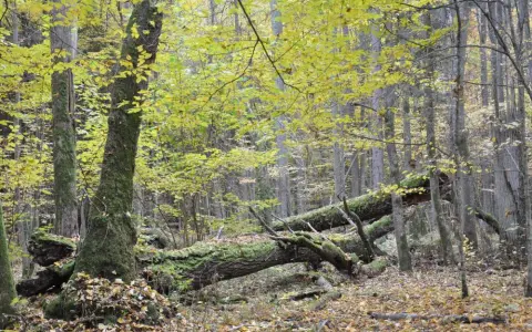 Rezerwat przyrody Białowieża: Odkryj jego unikalne skarby natury