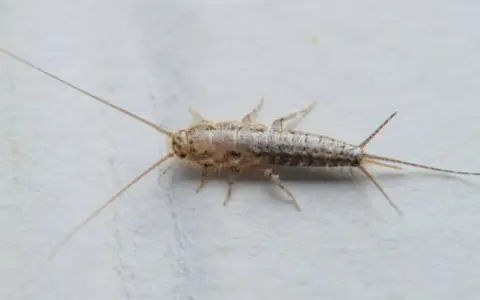 Una cucaracha plateada, con sus largas antenas y tres apéndices en la cola, se arrastra sobre una superficie blanca.