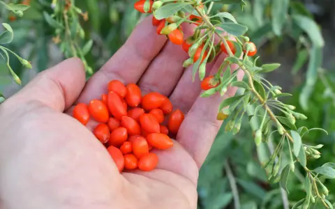 Eine Hand hält eine Ernte von leuchtend roten Goji-Beeren, die gerade vom Strauch gepflückt wurden.