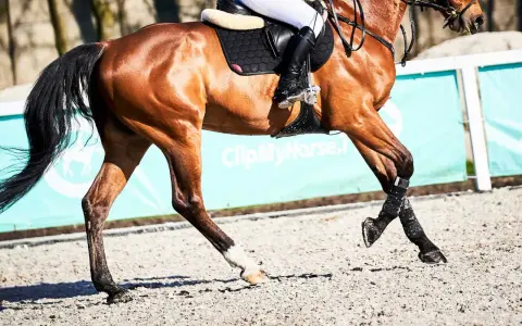 Brązowy koń w galopie, z jeźdźcem w siodle, w tle zielony baner z napisem "ClipMyHorse.pl".