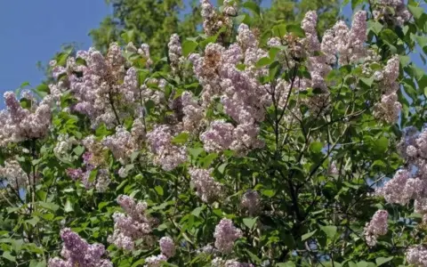 En frodig syrenbuske med lila blommor som väntar på att planteras.