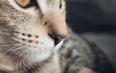 Zbliżenie na pyszczek kota z widocznymi czarnymi kropkami na brodzie, które dodają mu charakteru.