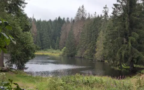 Der Ochsenbacher Teich, umgeben von dichten Nadelwäldern und üppiger Vegetation, lädt zur stillen Einkehr ein.