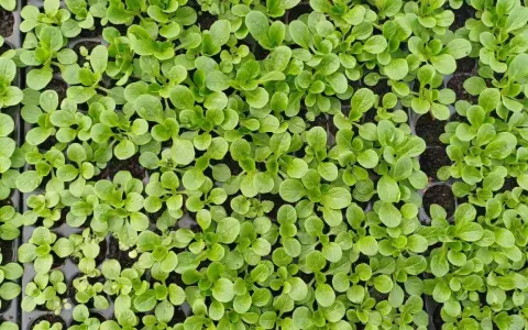 Jeunes pousses de salade frisée dans des alvéoles, prêtes à être transplantées.