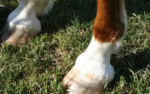 Pieds de cheval dans l'herbe. Un boulet semble gonflé, un symptôme possible d'entorse.
