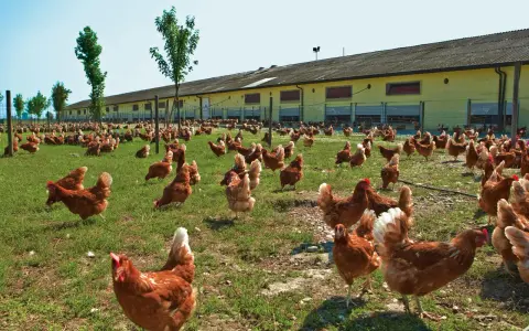 Un grande gruppo di galline allevate all'aperto razzola sull'erba verde davanti a un lungo edificio giallo.