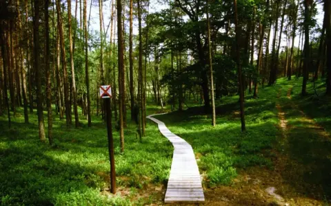 Drewniana kładka wije się przez zielone **Bory Tucholskie**. Znak zakazu jazdy rowerem stoi przy ścieżce.