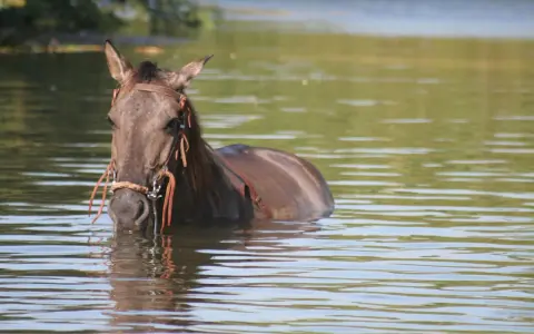 Un cheval brun, la tête hors de l'eau, se rafraîchit dans un lac. La **transpiration cheval** est évidente sur son pelage mouillé.