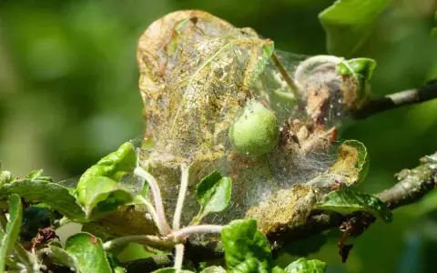 Une chenille pommier a tissé sa toile sur une feuille, signe qu'un traitement naturel est nécessaire pour protéger l'arbre.
