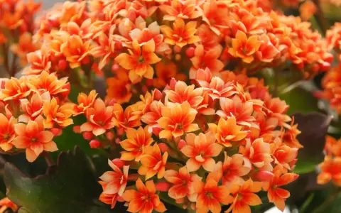 Un racimo vibrante de flores naranjas de kalanchoe planta, con pétalos delicados y hojas verdes oscuras.