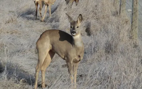 Un chevreuil de France, aux aguets dans un champ givré, observe attentivement les environs.