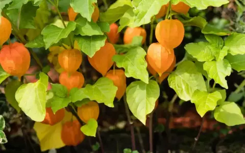 Pomarańczowe lampiony miechunki peruwiańskiej wśród zielonych liści.