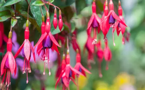 Hängande fuchsia utomhus med sina karaktäristiska röda kronblad och lila inre. En sommaräng i full blom.