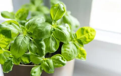Krzew świeżej bazylii w doniczce. Idealna do pesto, sosów i sałatek. Zastanawiasz się, co zrobić ze świeżą bazylią? Oto inspiracja!